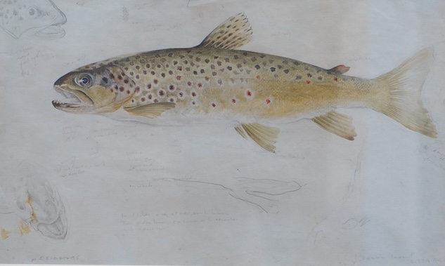 Mildred E. Eldridge, (1909-1991), watercolour, Study of a Trout, signed in pencil, details verso, 20 x 32cm. Condition - poor